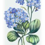 Vintage botanical illustration of purple hydrangeas