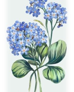 Vintage botanical illustration of purple hydrangeas