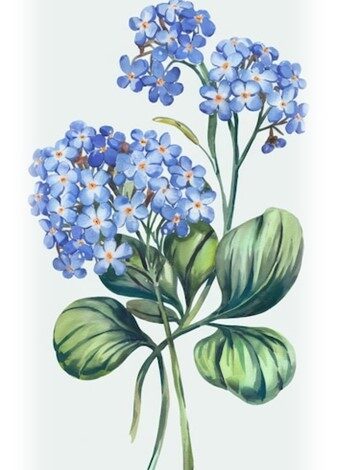 Vintage botanical illustration of purple hydrangeas