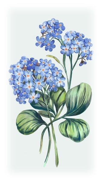 Vintage botanical illustration of purple hydrangeas