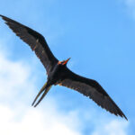 a bird flying
