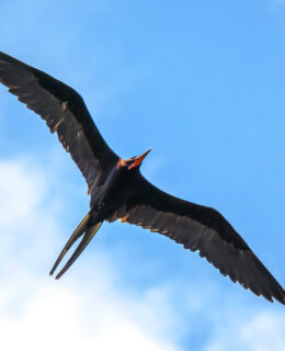 a bird flying