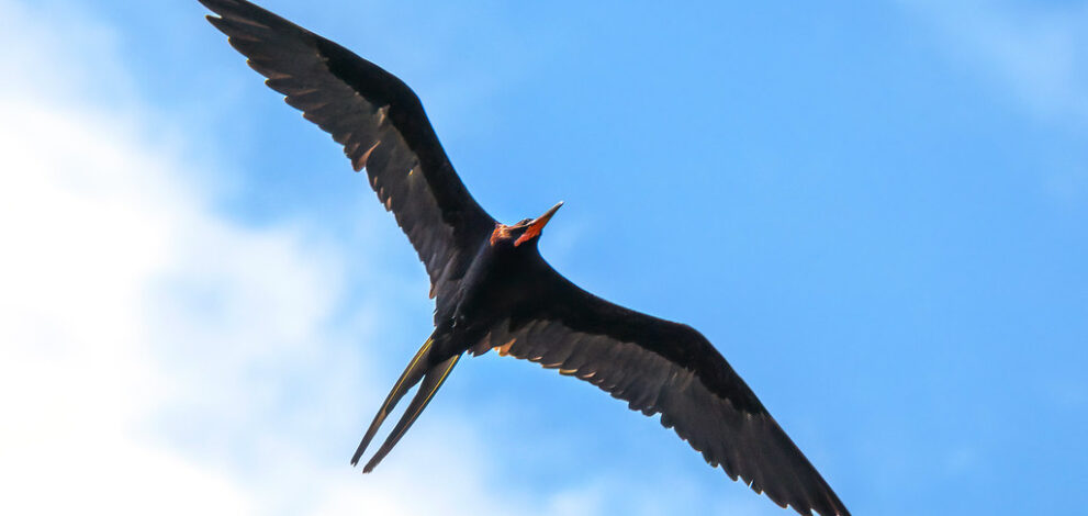 a bird flying