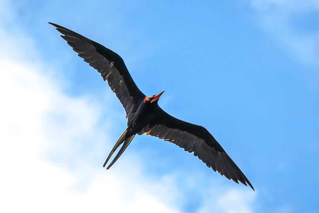 a bird flying