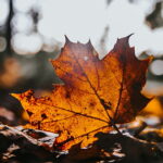 a picture of an autumn leaf