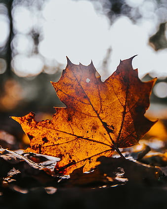 a picture of an autumn leaf