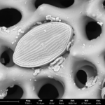 A slightly textured object embedded in a web-like structure.