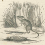 a rat in a field of grass
