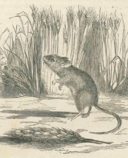 a rat in a field of grass
