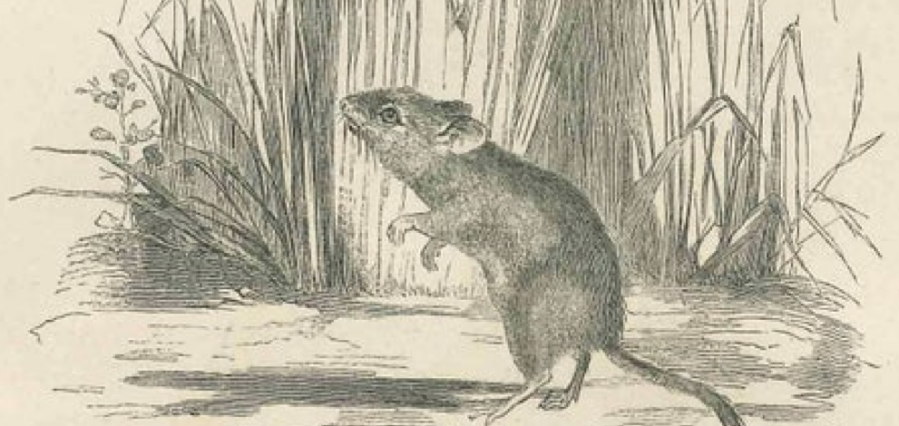 a rat in a field of grass