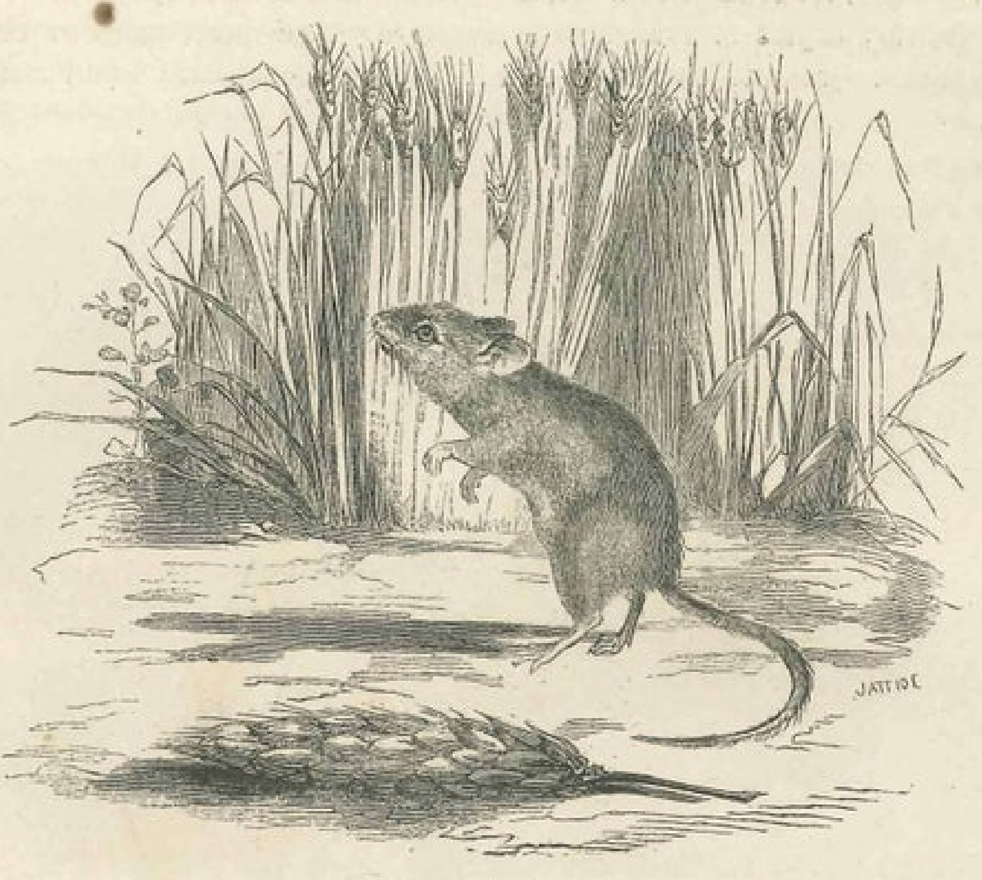 a rat in a field of grass