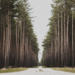 a picture of a long road with redwood trees on either side
