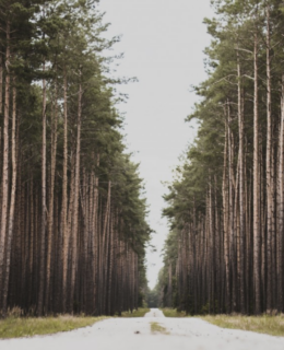 a picture of a long road with redwood trees on either side