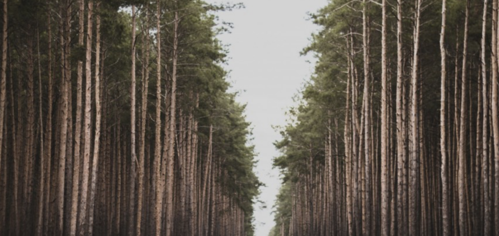 a picture of a long road with redwood trees on either side