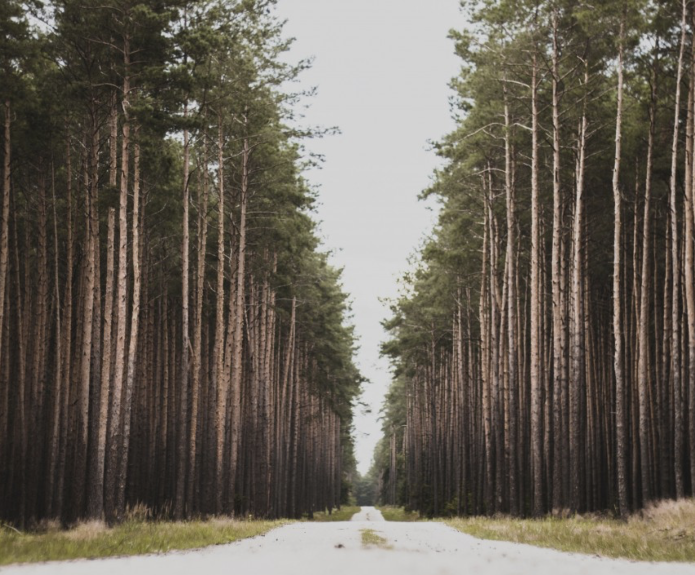 a picture of a long road with redwood trees on either side