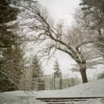 A snowy path under an overhanging tree.