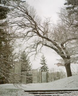 A snowy path under an overhanging tree.