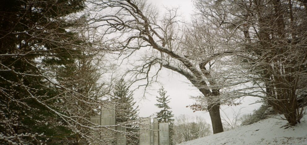 A snowy path under an overhanging tree.