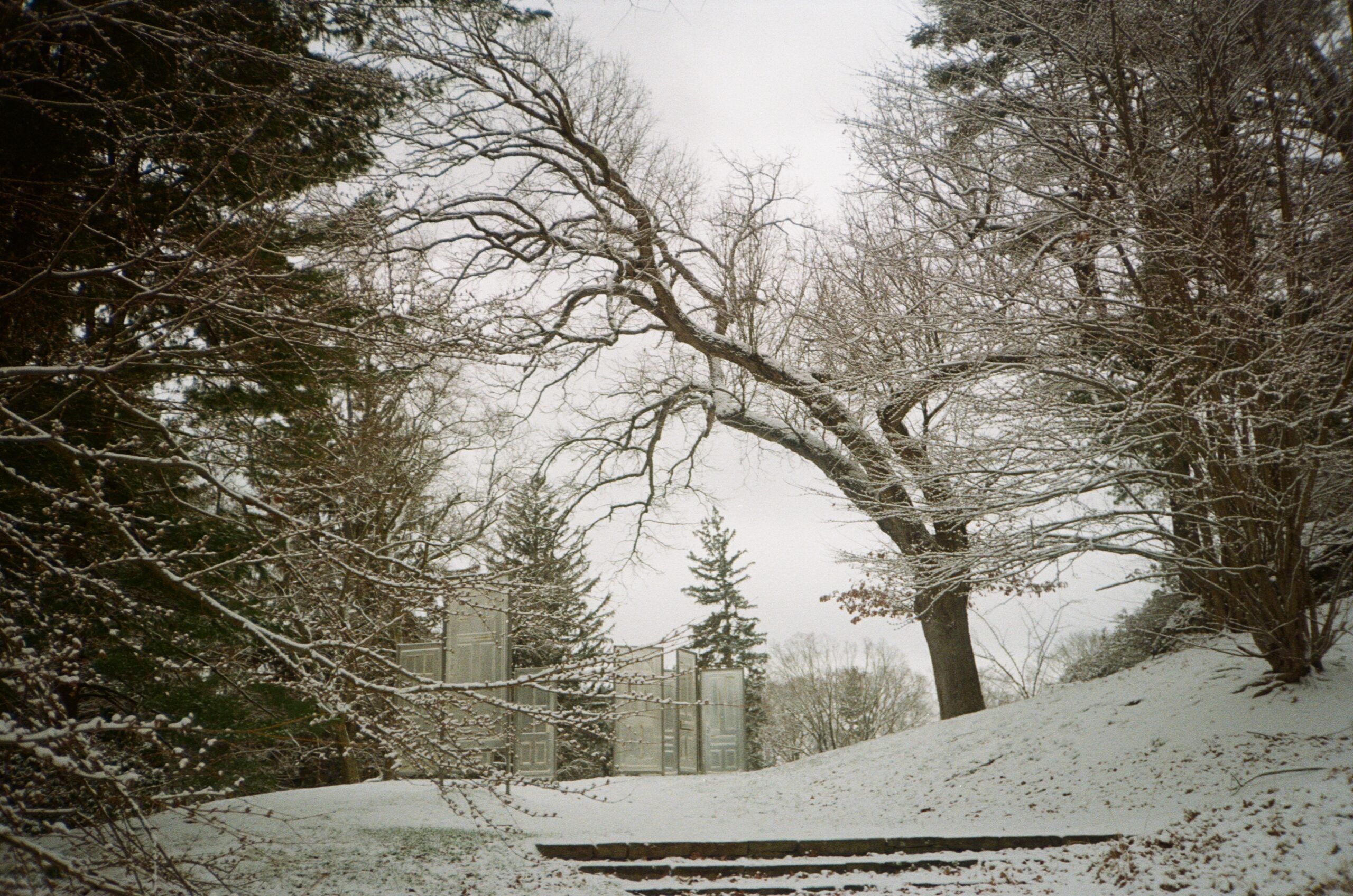 A snowy path under an overhanging tree.