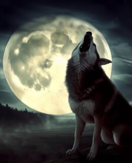 dog or wolf howling with large moon behind