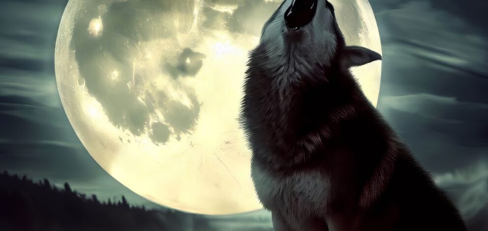 dog or wolf howling with large moon behind